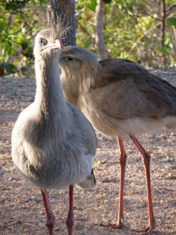 Siriemas na Chapada dos Guimarães, em Mato Grosso